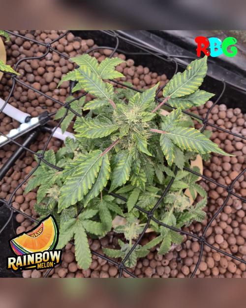 Rainbow Melon ( RDWC ). Week 15 - Week 15
Day 2 
2/4/26