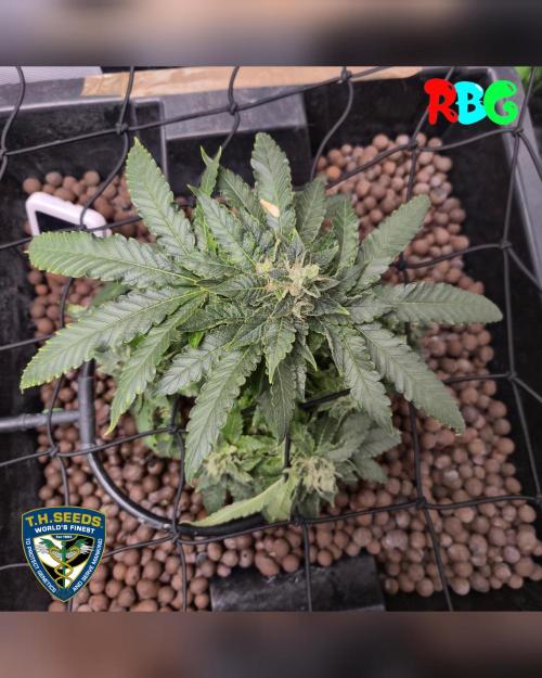 Mon Cherry ( DWC ). Week 15 - Week 15 
Day 2 
2/4/26