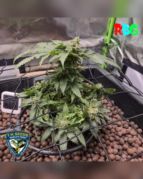 Mon Cherry ( DWC ). Week 15 - Week 15 
Day 2 
2/4/26