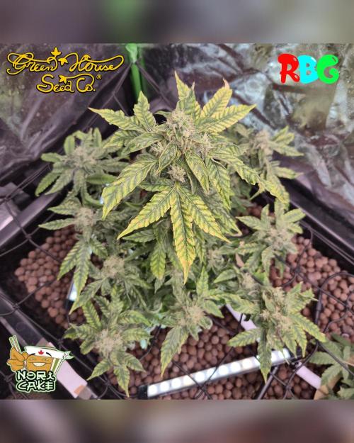 Nori cake ( RDWC ). Week 15 - Week 15 
Day 2 
2/4/26