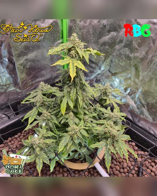 Nori cake ( RDWC ). Week 15 - Week 15 
Day 2 
2/4/26