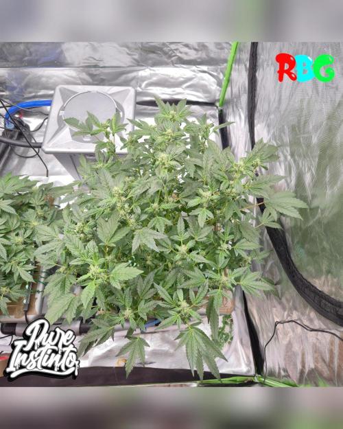 HB Dunkin'z ( RDWC ). Week 11 - Week 11 
Day 4 