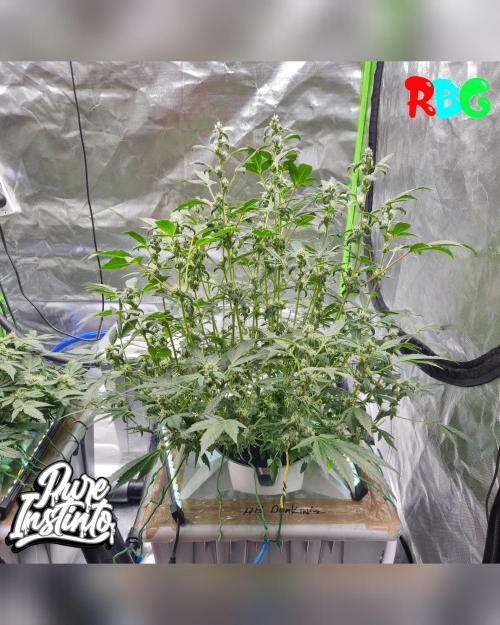 HB Dunkin'z ( RDWC ). Week 11 - Week 11 
Day 4 