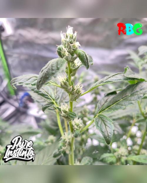 HB Dunkin'z ( RDWC ). Week 11 - Week 11 
Day 4 