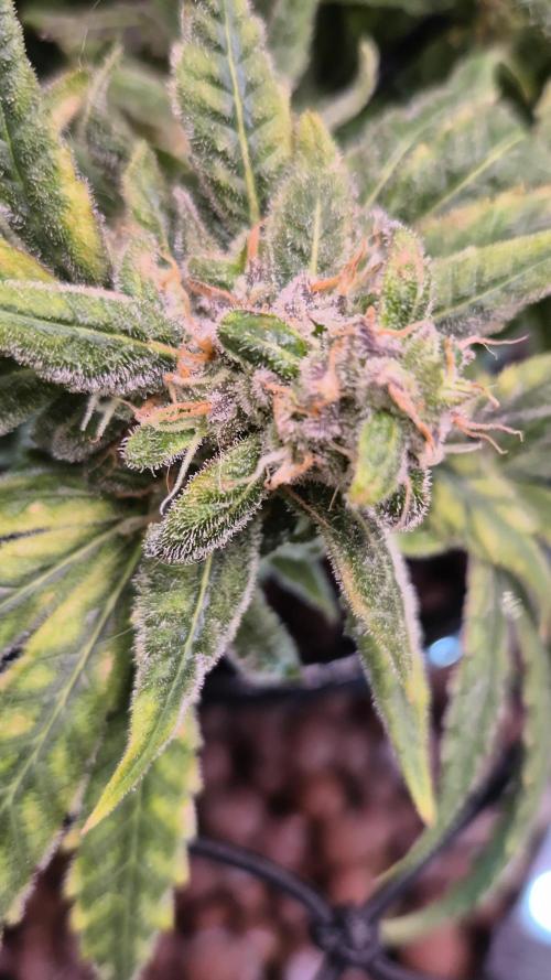 AeroZesh S6 Inline Fan. Week 16