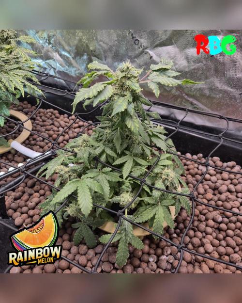 Rainbow Melon ( RDWC ). Week 17 - Old pic 