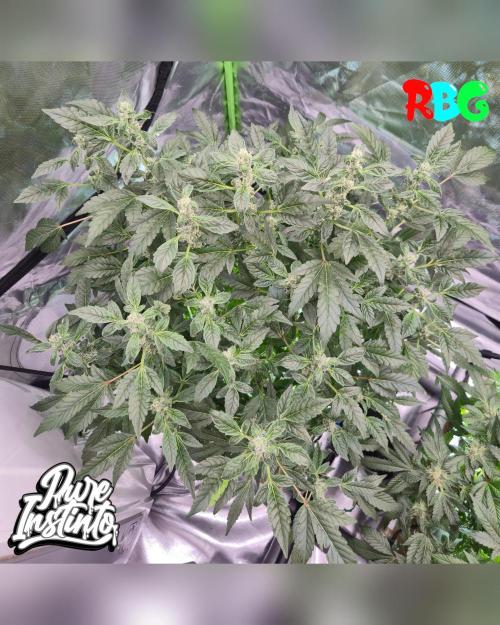 HB Dunkin'z ( RDWC ). Week 12 - Week 12 
Day 1 
8/4/26