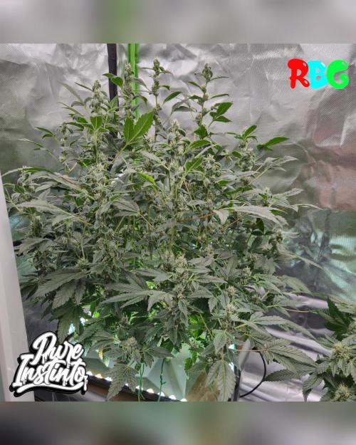 HB Dunkin'z ( RDWC ). Week 12 - Week 12 
Day 1 
8/4/26