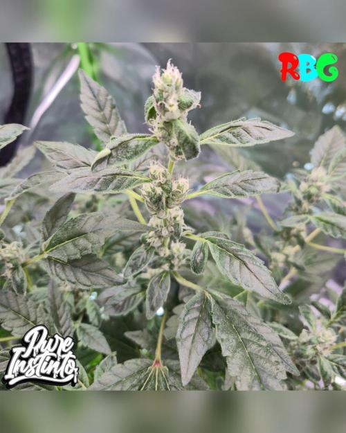 HB Dunkin'z ( RDWC ). Week 12 - Week 12 
Day 1 
8/4/26