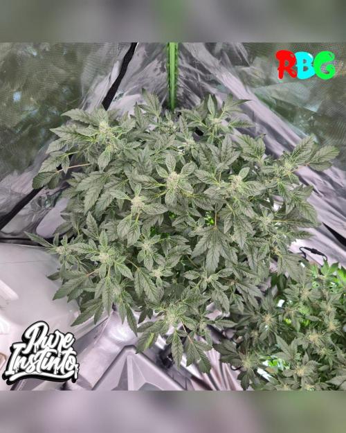 HB Dunkin'z ( RDWC ). Week 12 - Week 12 
Day 3 