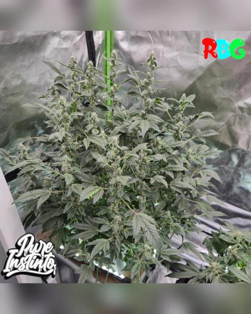 HB Dunkin'z ( RDWC ). Week 12 - Week 12
Day 3 