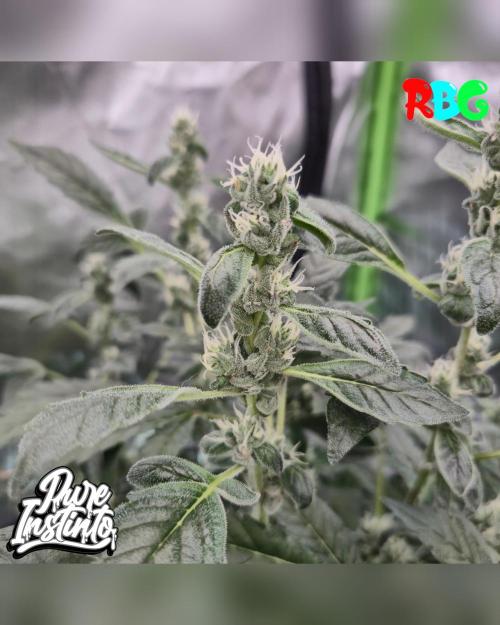HB Dunkin'z ( RDWC ). Week 12 - Week 12 
Day 3 