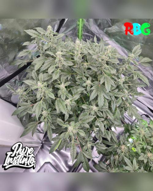HB Dunkin'z ( RDWC ). Week 12 - Week 12
Day 7 