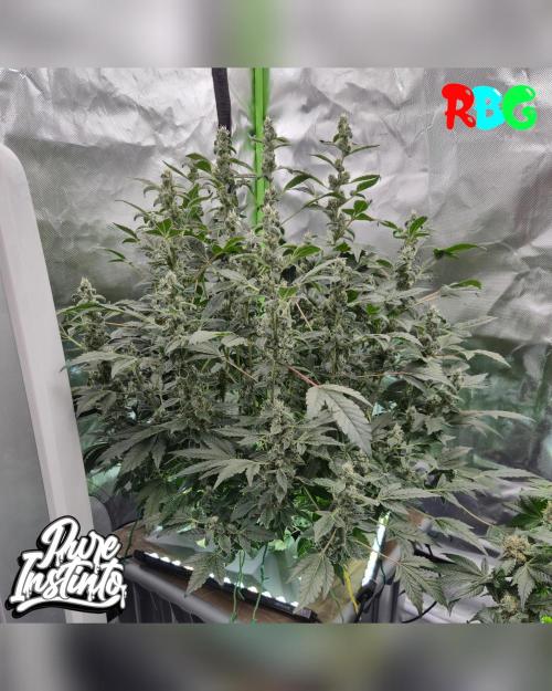HB Dunkin'z ( RDWC ). Week 12 - Week 12
Day 7 
