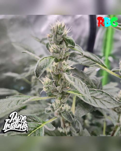 HB Dunkin'z ( RDWC ). Week 12 - Week 12
Day 7 