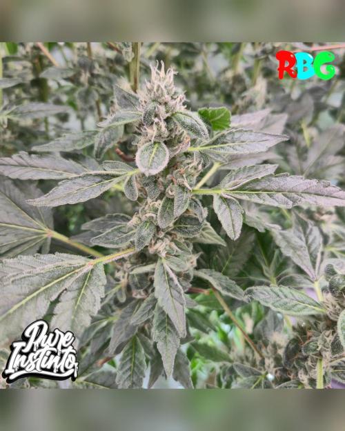 HB Dunkin'z ( RDWC ). Week 12 - Week 12
Day 7 