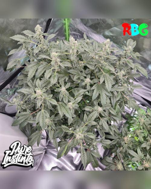 HB Dunkin'z ( RDWC ). Week 13 - Week 13 
Day 4 