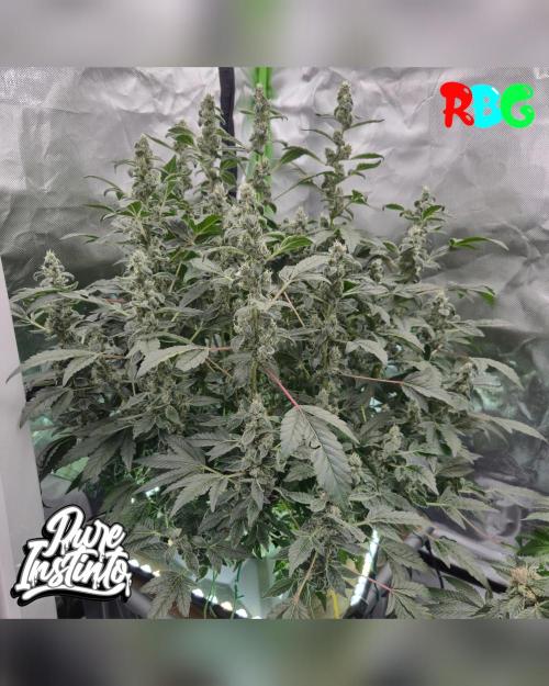 HB Dunkin'z ( RDWC ). Week 13 - Week 13 
Day 4