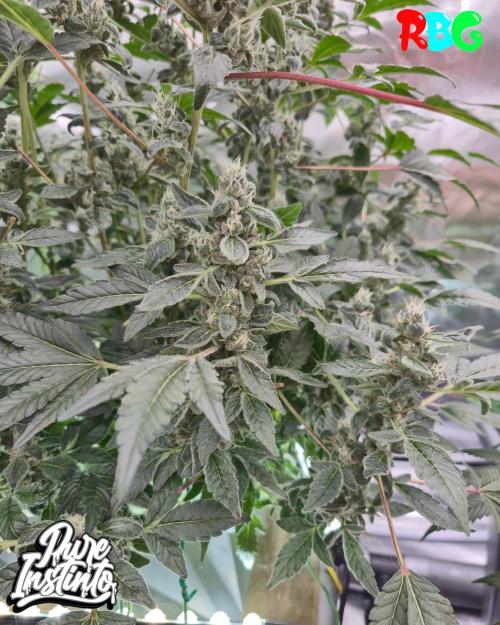 HB Dunkin'z ( RDWC ). Week 13 - Week 13
Day 4