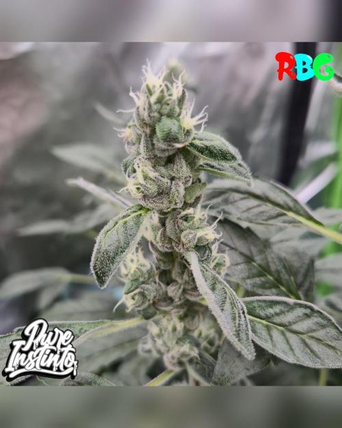 HB Dunkin'z ( RDWC ). Week 13 - Week 13 
Day 4 