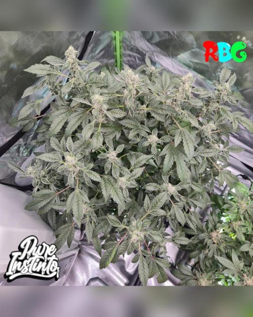 HB Dunkin'z ( RDWC ). Week 13 - Week 13 
Day 7 