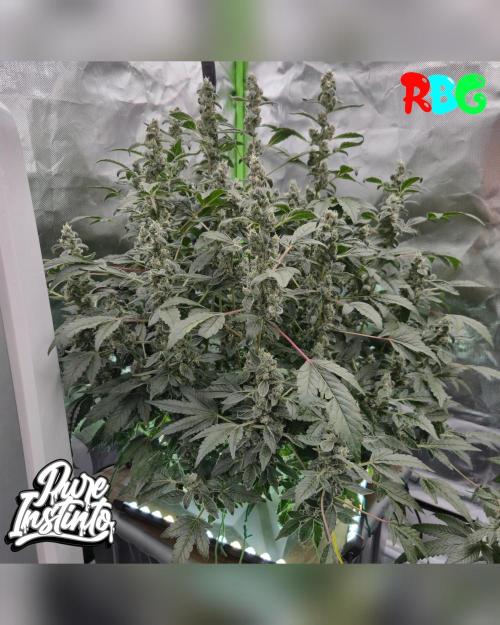 HB Dunkin'z ( RDWC ). Week 13 - Week 13 
Day 7 
