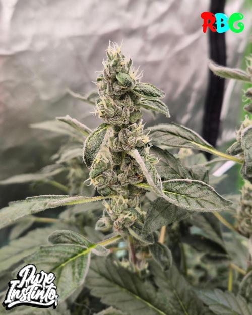 HB Dunkin'z ( RDWC ). Week 13 - Week 13 
Day 7 