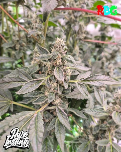 HB Dunkin'z ( RDWC ). Week 13 - Week 13 
Day 7 