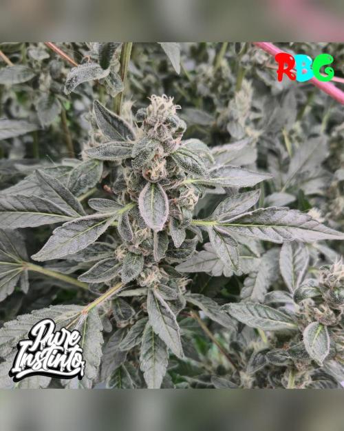 HB Dunkin'z ( RDWC ). Week 14 - Week 14 
Day 1 
22/4/26 
