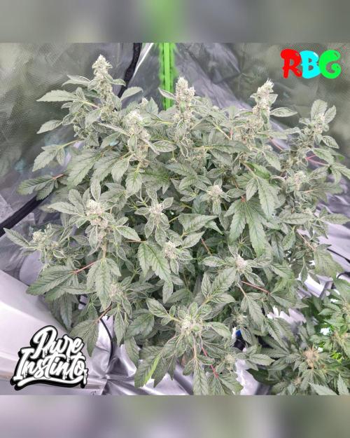 HB Dunkin'z ( RDWC ). Week 14 - Week 14 
Day 1 
22/4/26 
