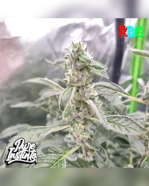 HB Dunkin'z ( RDWC ). Week 14 - Week 14 
Day 1 
22/4/26 
