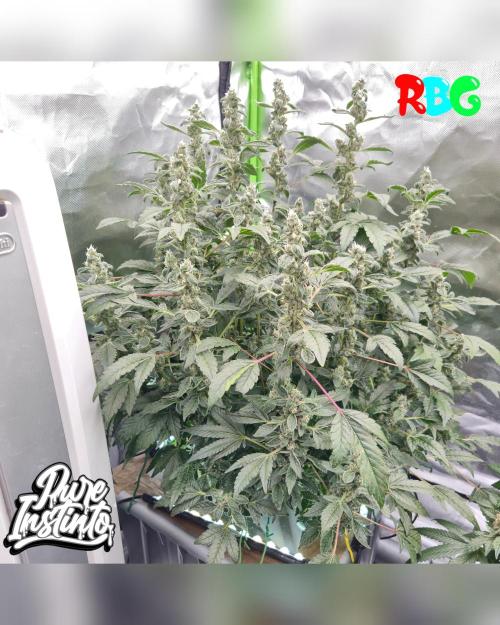 HB Dunkin'z ( RDWC ). Week 14 - Week 14 
Day 1 
22/4/26 
