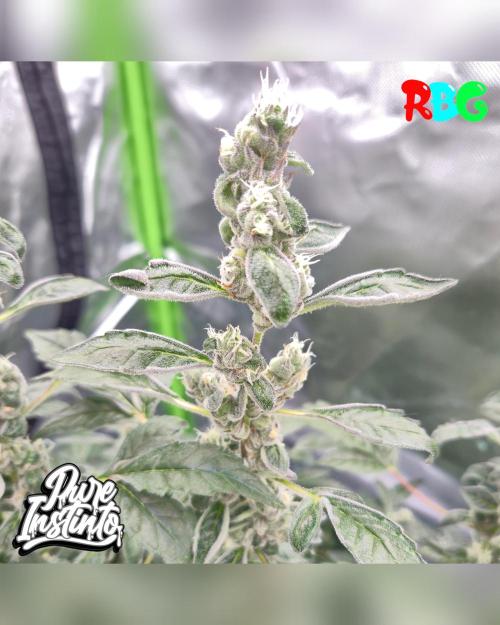 HB Dunkin'z ( RDWC ). Week 14 - Week 14 
Day 1 
22/4/26 
