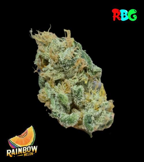 Rainbow Melon ( RDWC ). Week 17