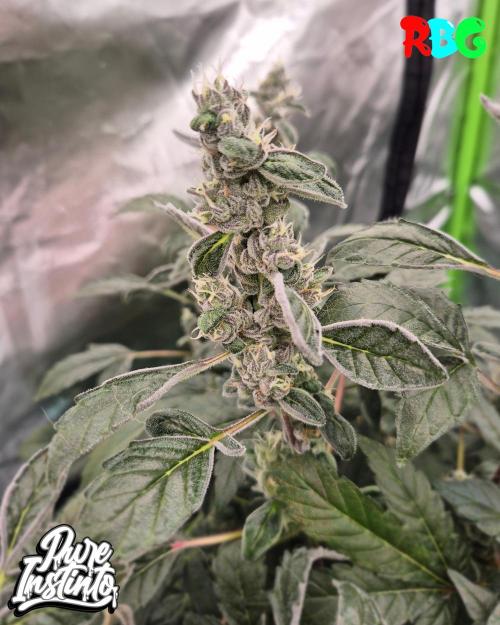 HB Dunkin'z ( RDWC ). Week 14 - Week 14 
Day 4 
25/4/26
