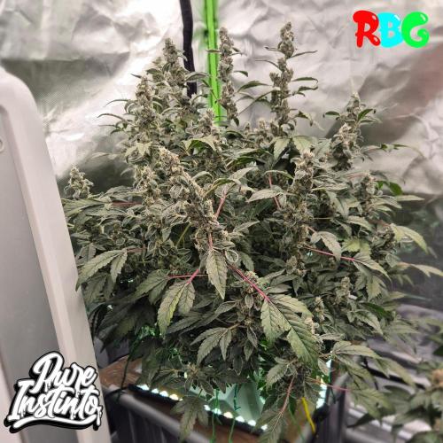 HB Dunkin'z ( RDWC ). Week 14 - Week 14 
Day 4 
25/4/26