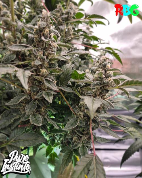 HB Dunkin'z ( RDWC ). Week 14 - Week 14 
Day 4 
25/4/26