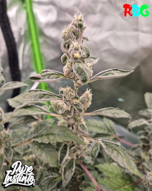 HB Dunkin'z ( RDWC ). Week 14 - Week 14 
Day 4 
25/4/26