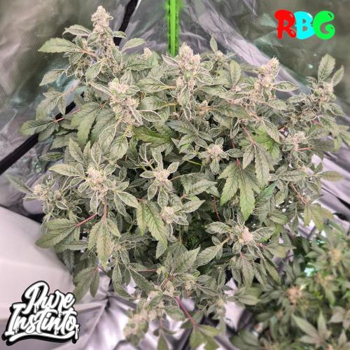 HB Dunkin'z ( RDWC ). Week 14 - Week 14 
Day 4 
25/4/26