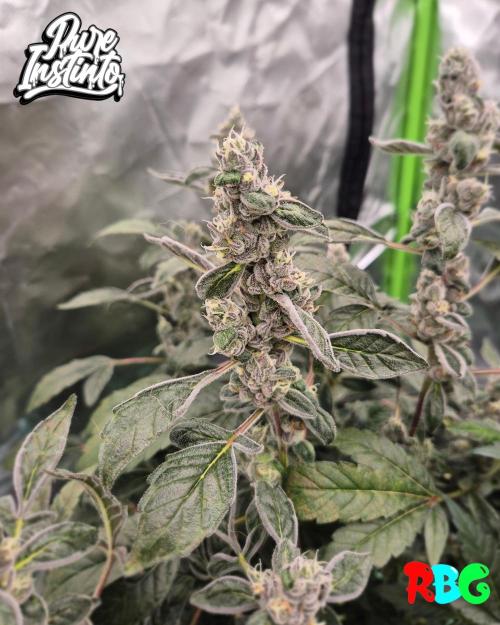 HB Dunkin'z ( RDWC ). Week 14 - Week 14 
Day 7 
28/4/26