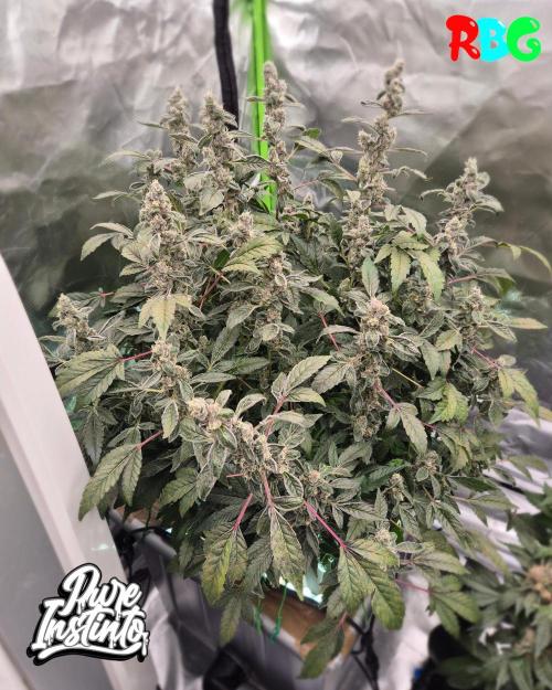 HB Dunkin'z ( RDWC ). Week 14 - Week 14 
Day 7 