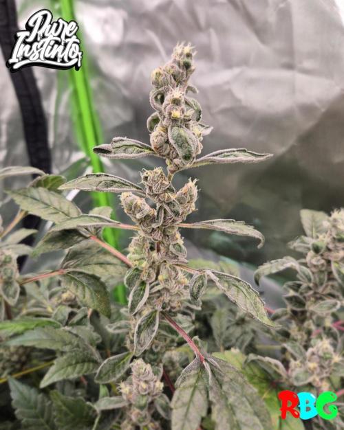 HB Dunkin'z ( RDWC ). Week 14 - Week 14 
Day 7