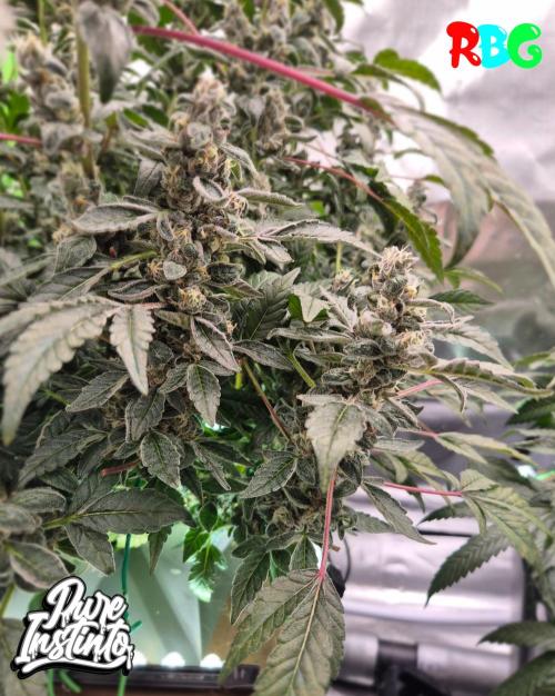 HB Dunkin'z ( RDWC ). Week 14 - Week 14 
Day 7