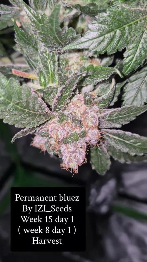 ( IZI Comp )Permanent Bluez RDWC