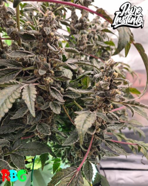 HB Dunkin'z ( RDWC ). Week 16 - Week 16 
Day 2
