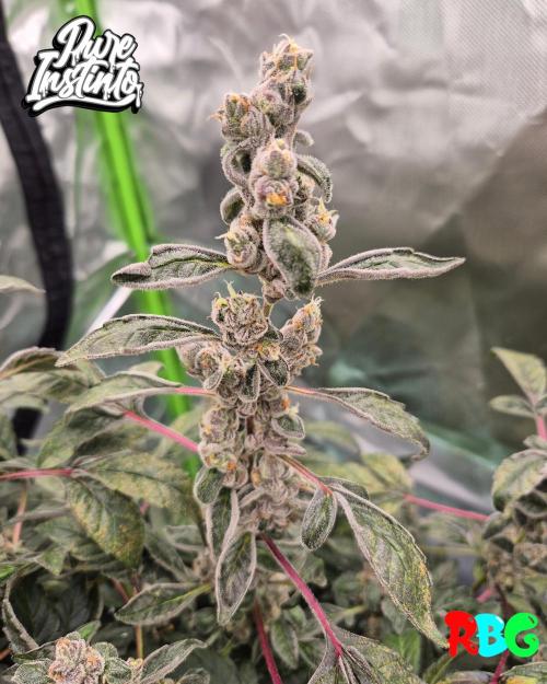 HB Dunkin'z ( RDWC ). Week 16 - Week 16 
Day 2 