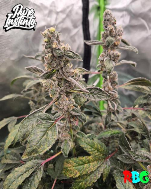 HB Dunkin'z ( RDWC ). Week 16 - Week 16 
Day 2