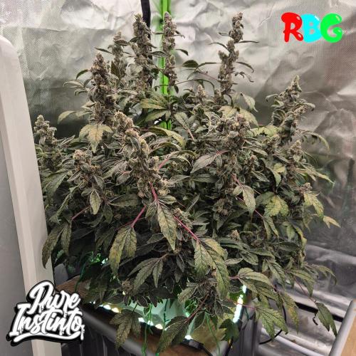 HB Dunkin'z ( RDWC ). Week 16 - Week 16 
Day 2