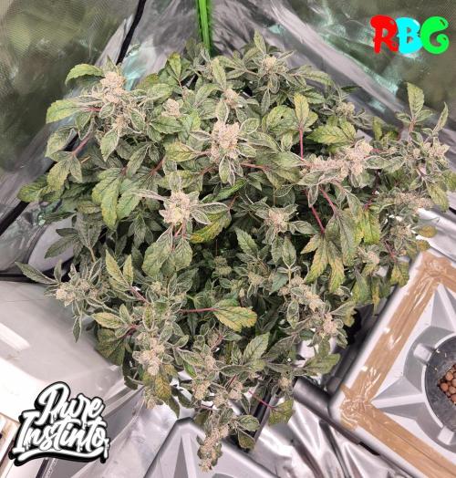 HB Dunkin'z ( RDWC ). Week 16 - Week 16 
Day 2 