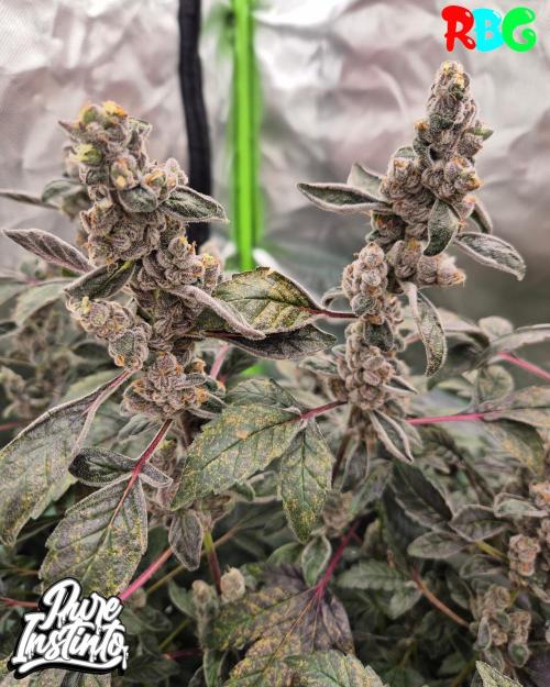 HB Dunkin'z ( RDWC ). Week 17 - Week 17
Day 1
13/5/26
